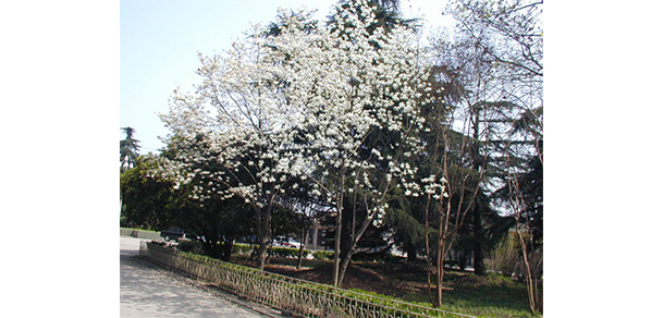 合肥通用職業(yè)技術(shù)學院 - 最美大學