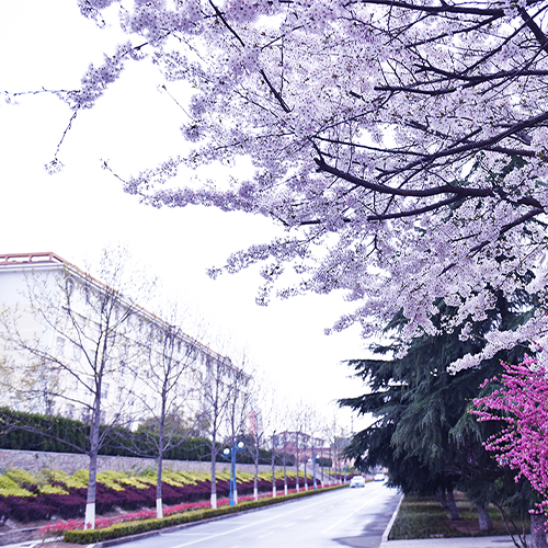 青島黃海學(xué)院-最美校園