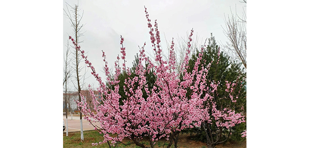 山東勞動(dòng)職業(yè)技術(shù)學(xué)院 - 最美大學(xué)