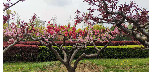 中國(guó)消防救援學(xué)院 - 最美大學(xué)