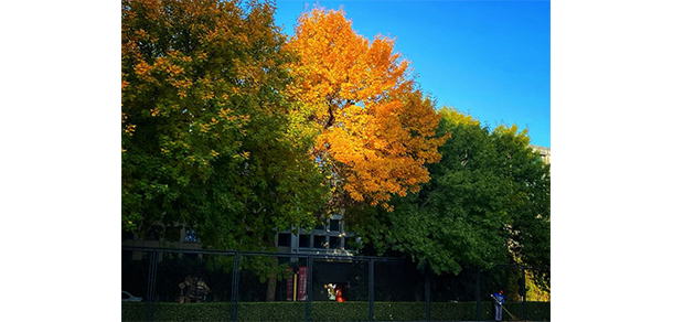 北京電影學院 - 最美大學