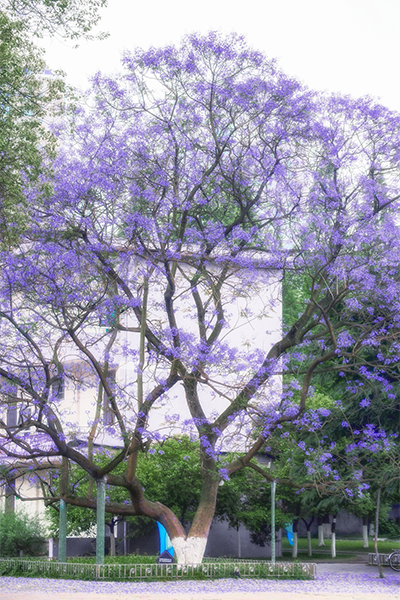 川北醫(yī)學院