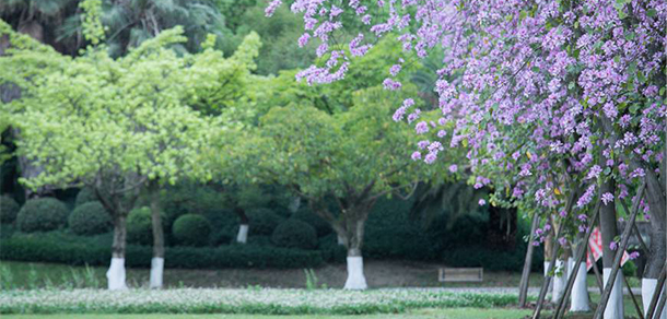 四川大學錦江學院 - 最美大學