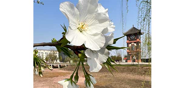 資陽(yáng)口腔職業(yè)學(xué)院 - 最美院校